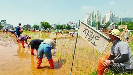 자광도 팻말이 세워진 논에서 모내기하는 사람들